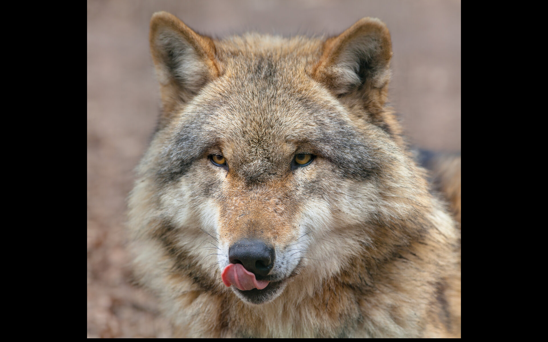 Years of Heedlessness Years of Heedlessness