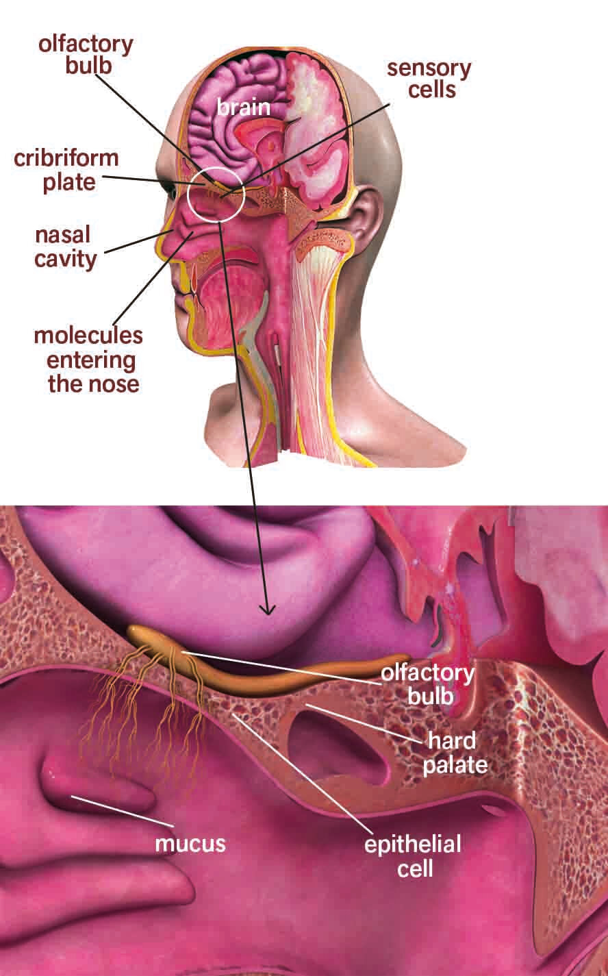 Figure 1: The magnificent design of the anatomy of the nose Figure 1: The magnificent design of the anatomy of the nose